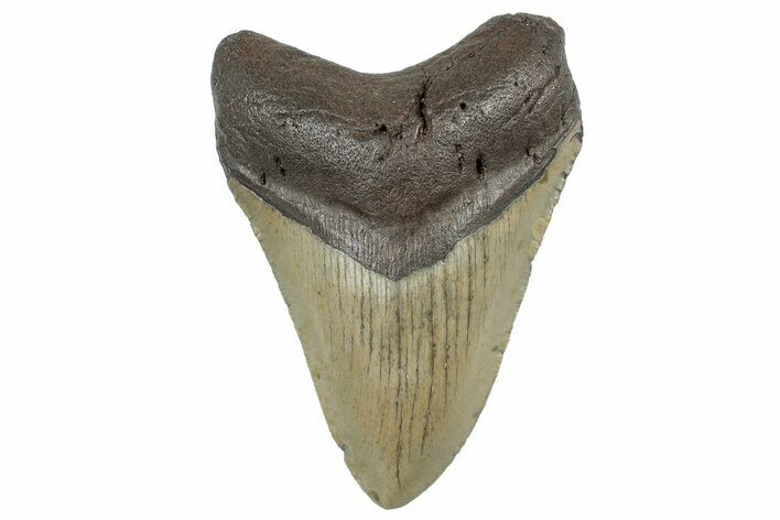 Serrated, Fossil Megalodon Tooth - North Carolina #298900